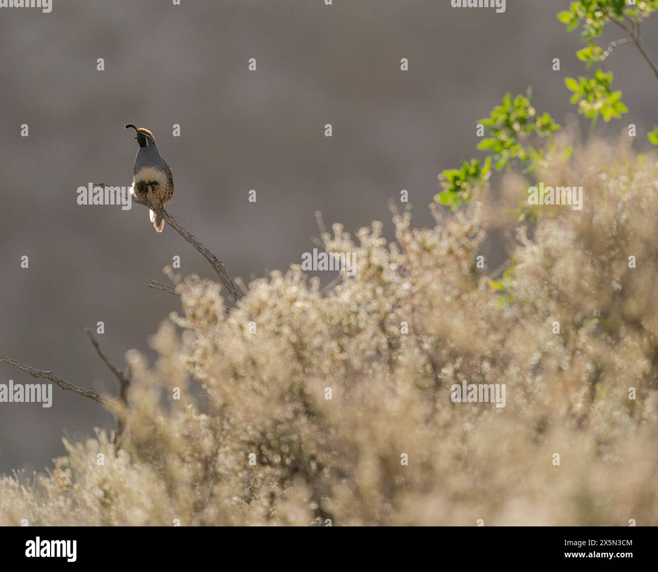 Gambel's Quail, Callipepia gambelii, Embudito Canyon Trail, New Mexico Foto Stock