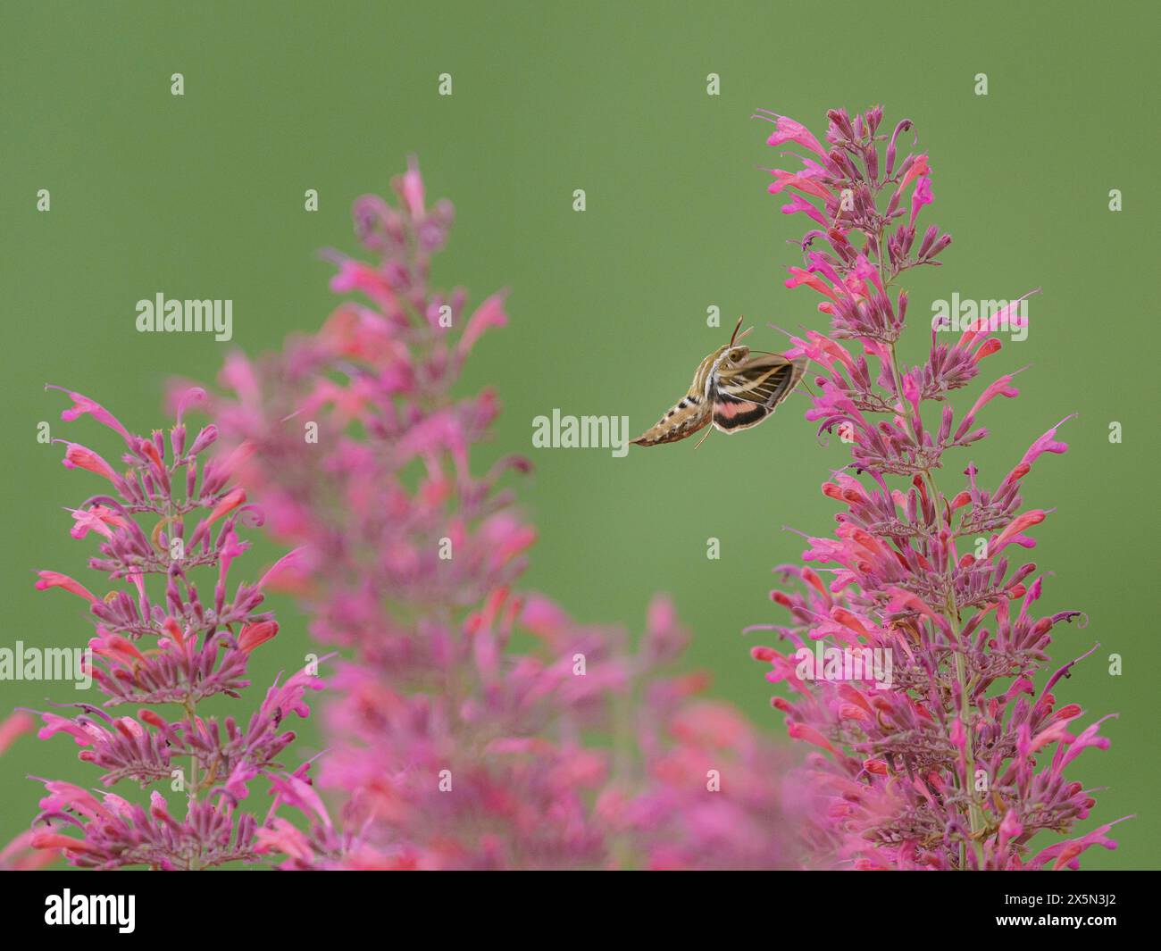 Falena Sfinge rivestita di bianco che impollina i fiori di agastache Foto Stock