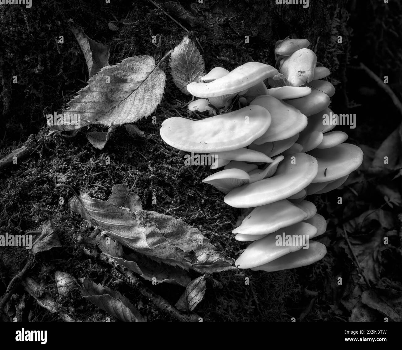 USA, New York, Adirondacks. Long Lake, funghi che crescono alla base dell'albero vicino al lago Forked Foto Stock