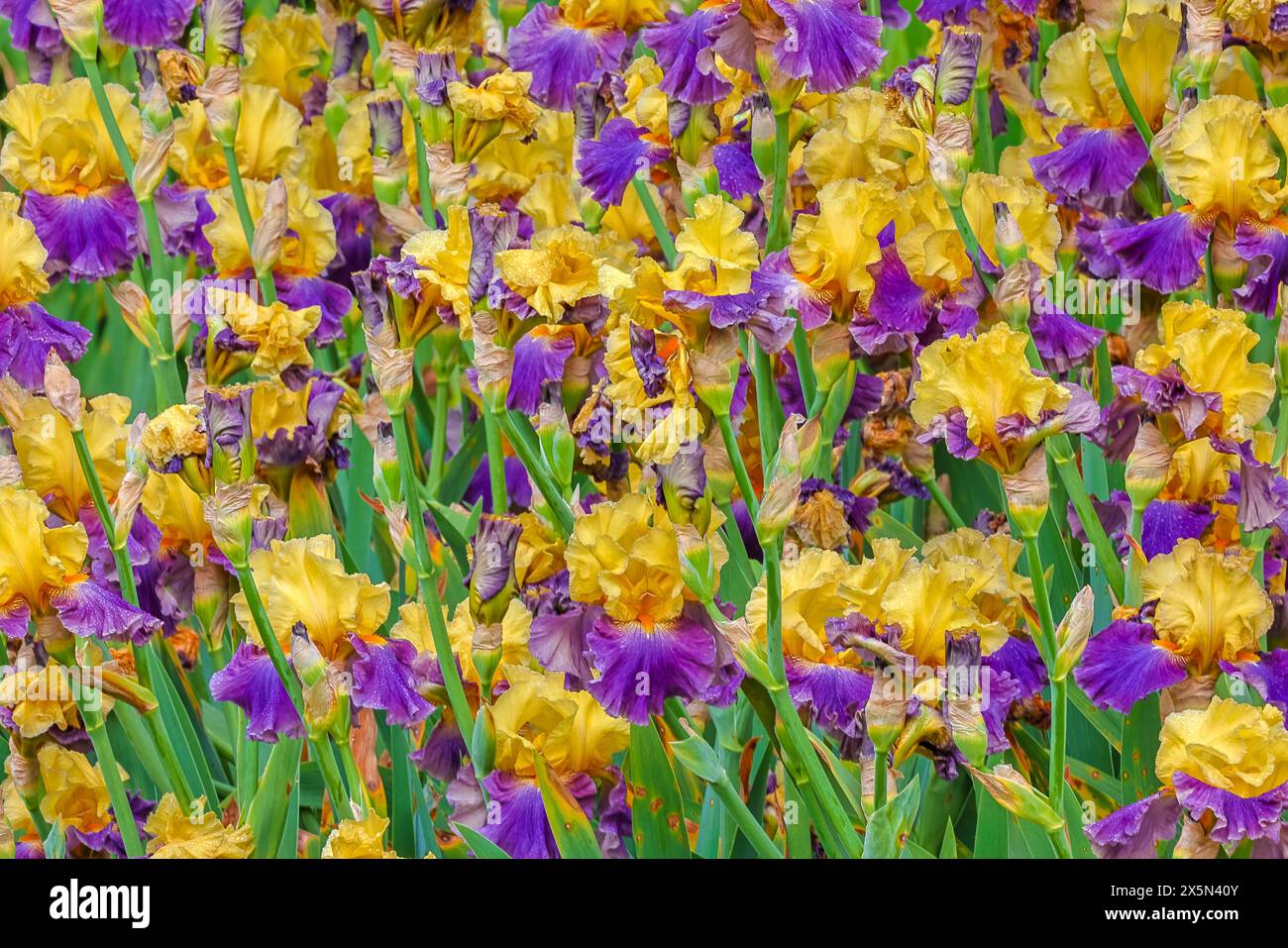 USA, Oregon, Salem. Iris Gardens di Schreiner, Iris di barba viola e dorata Foto Stock