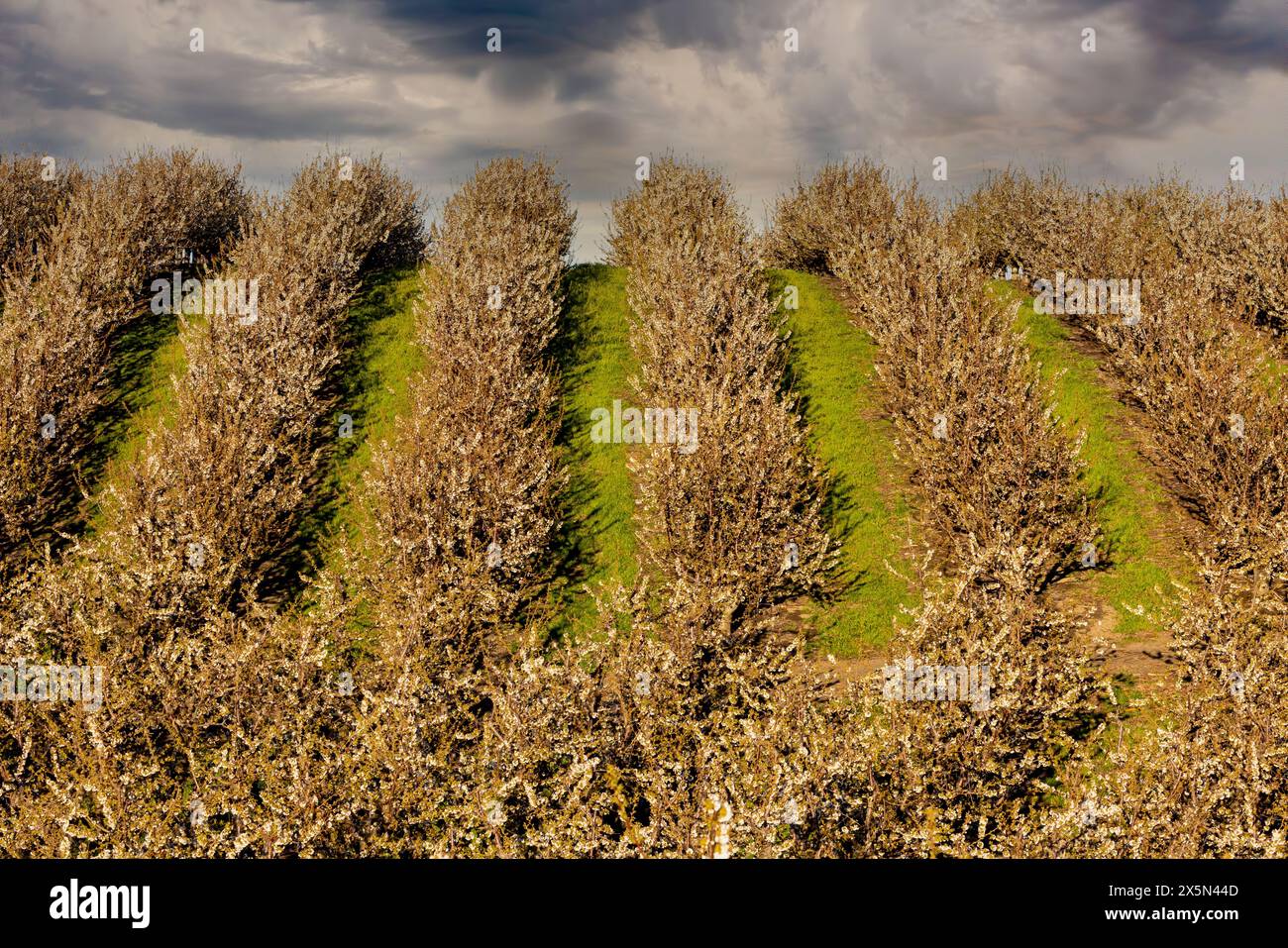 USA, Oregon, le file di ciliegi Dalles in fiore Foto Stock