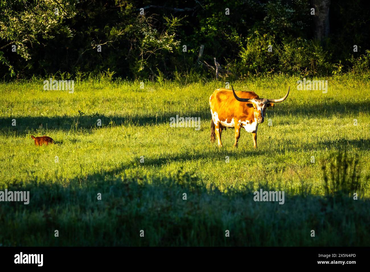 La famosa mucca di razza americana dei Longhorn del Texas si nutre liberamente al prato del ranch in estate Foto Stock