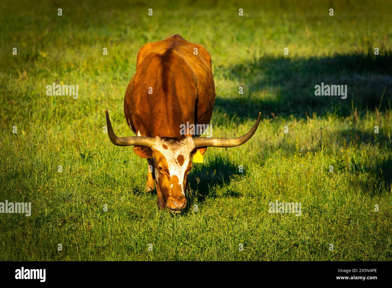 La famosa mucca di razza americana dei Longhorn del Texas si nutre liberamente al prato del ranch in estate Foto Stock