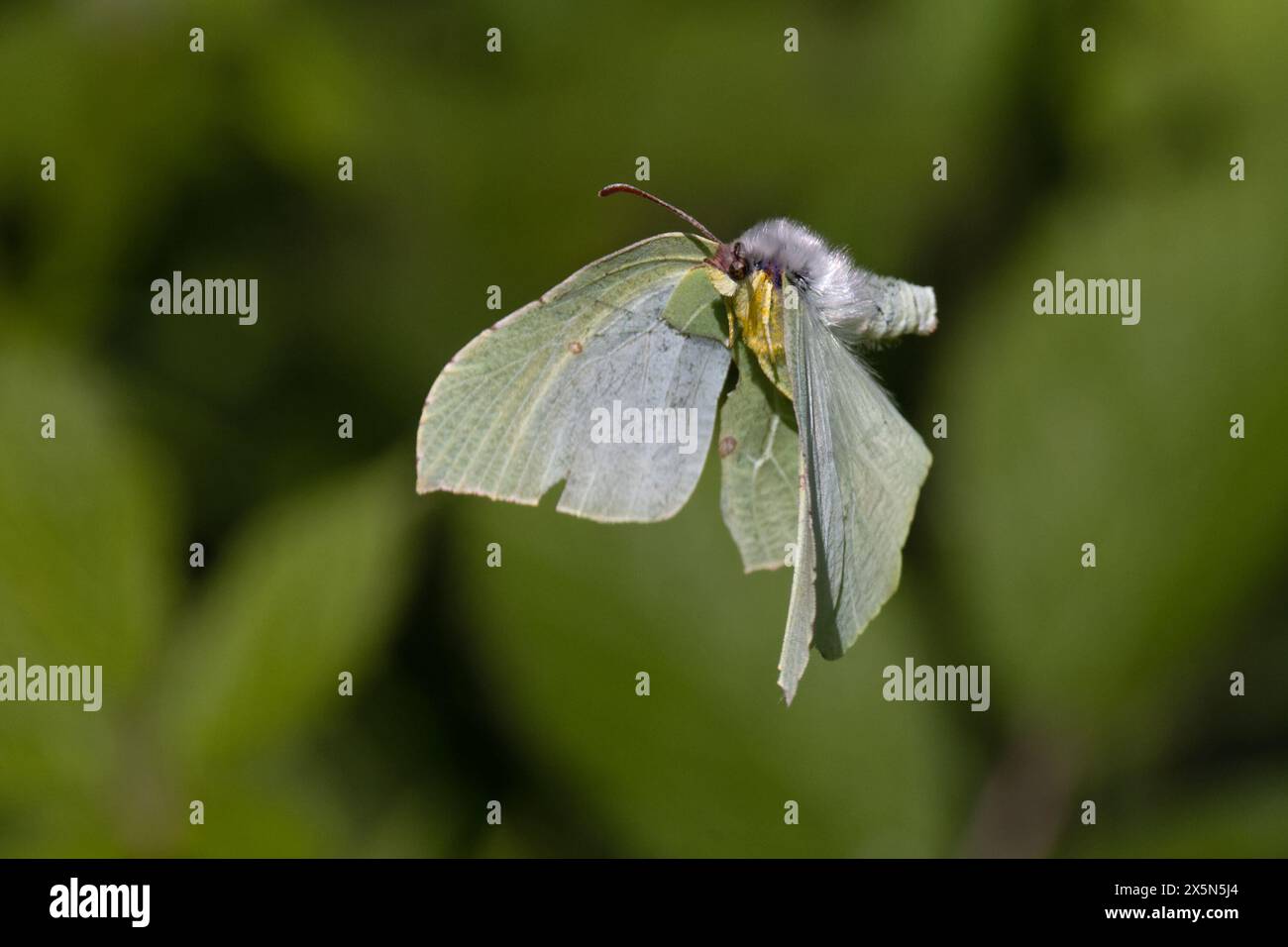Common Brimstone (Gonepteryx rhamni) Flying female Idle Valley Nottinghamshire maggio 2024 Foto Stock