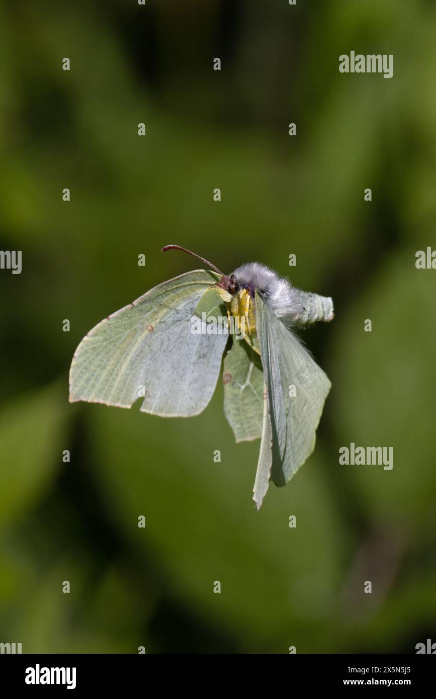 Common Brimstone (Gonepteryx rhamni) Flying female Idle Valley Nottinghamshire maggio 2024 Foto Stock