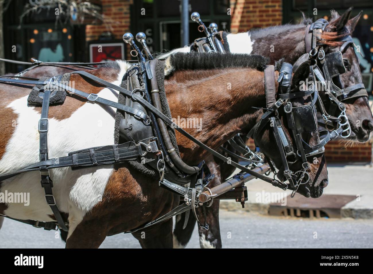 Charleston, Carolina del Sud, Stati Uniti. Coppia Bridled di cavalli appaloosa con tendine per occhio di cavallo Foto Stock