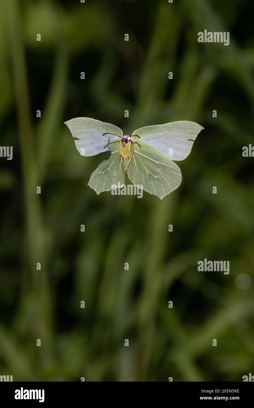 Common Brimstone (Gonepteryx rhamni) Flying female Idle Valley Nottinghamshire maggio 2024 Foto Stock