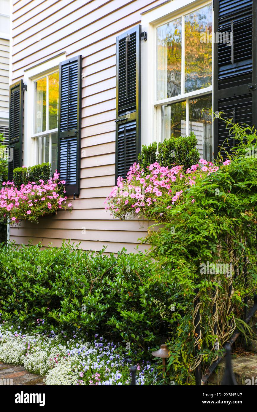 Charleston, Carolina del Sud, Stati Uniti. Edificio storico del quartiere, scatole di fiori rosa sotto le finestre e persiane della piantagione con siepe verde. (Solo per uso editoriale) Foto Stock