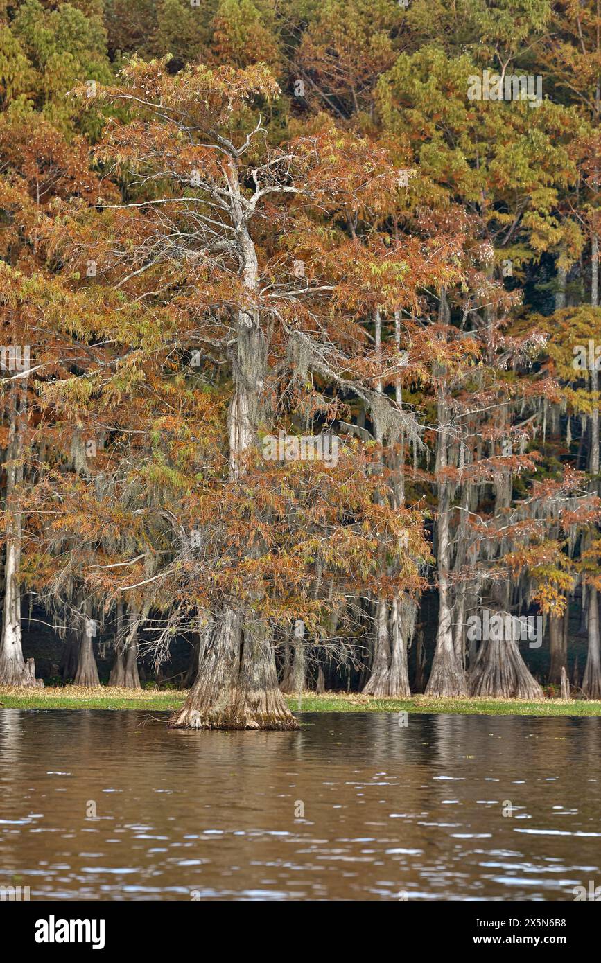 Stati Uniti, Texas. Lago Caddo e cipressi di colore autunnale. Foto Stock