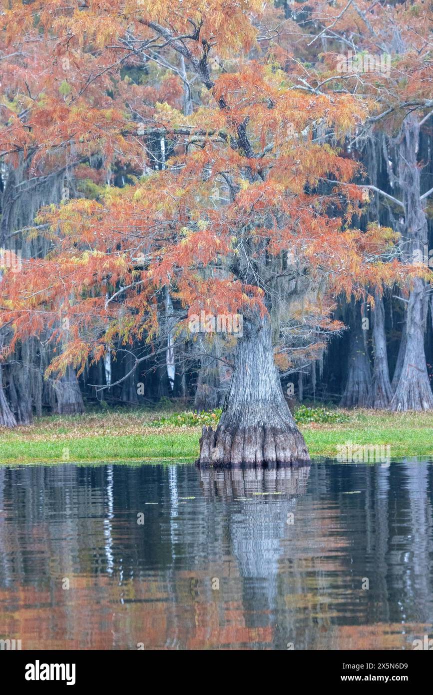 Stati Uniti, Texas. Lago Caddo e cipressi di colore autunnale. Foto Stock