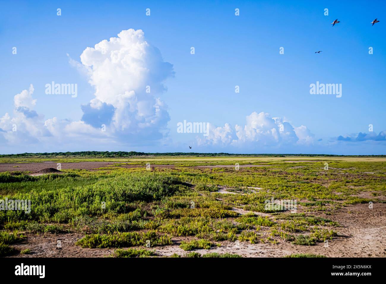 Stati Uniti, Texas, contea di Willacy. Port Mansfield, habitat delle praterie costiere, resistente al sale. Foto Stock