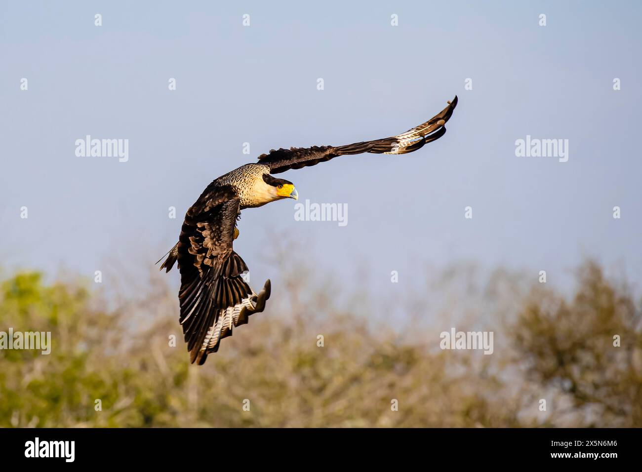 Stati Uniti, Texas, contea di Starr. Santa Clara Ranch, atterraggio crestato di caracara Foto Stock