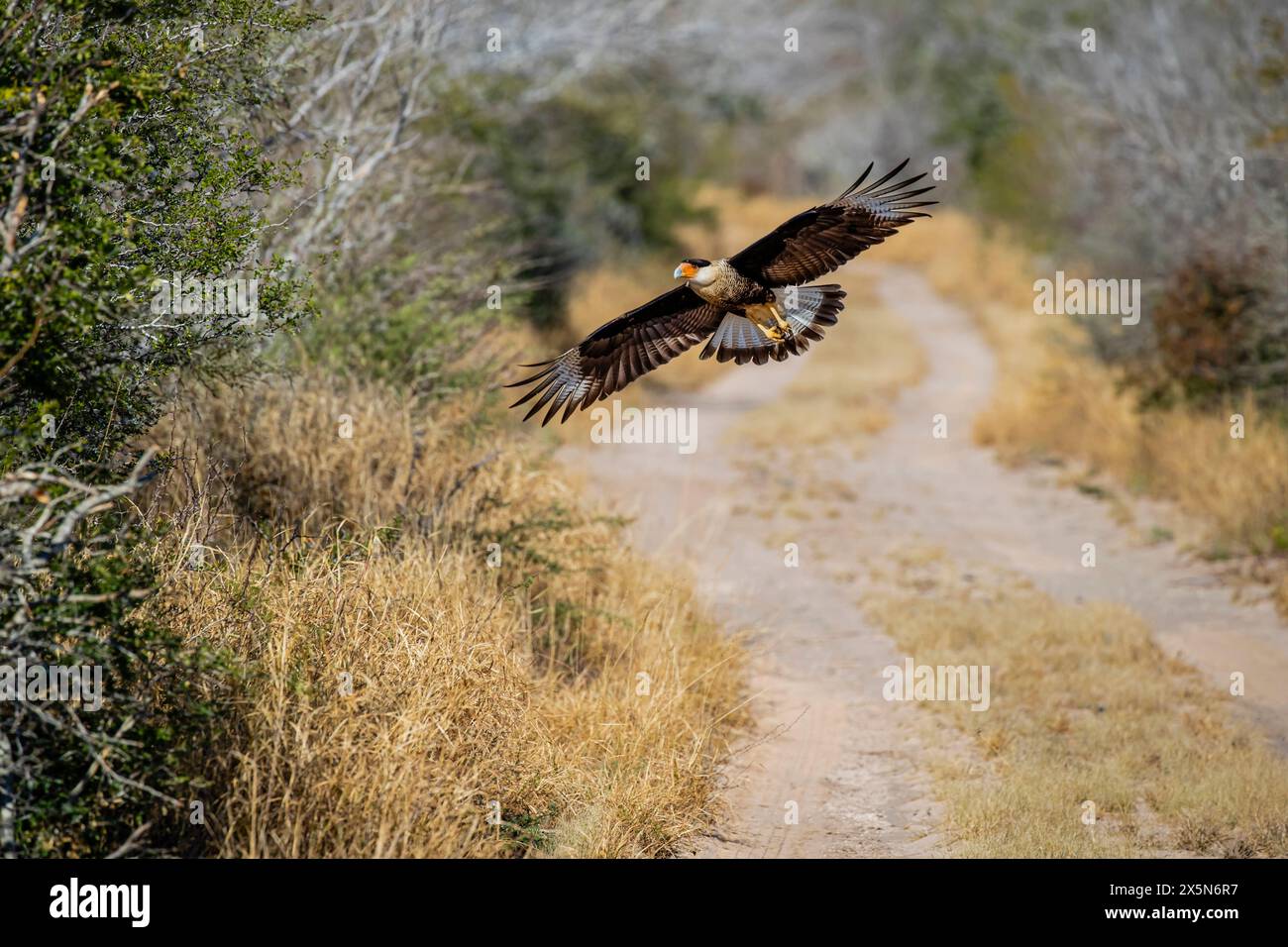 Stati Uniti, Texas, contea di Starr. Santa Clara Ranch, caracara crestata in volo Foto Stock