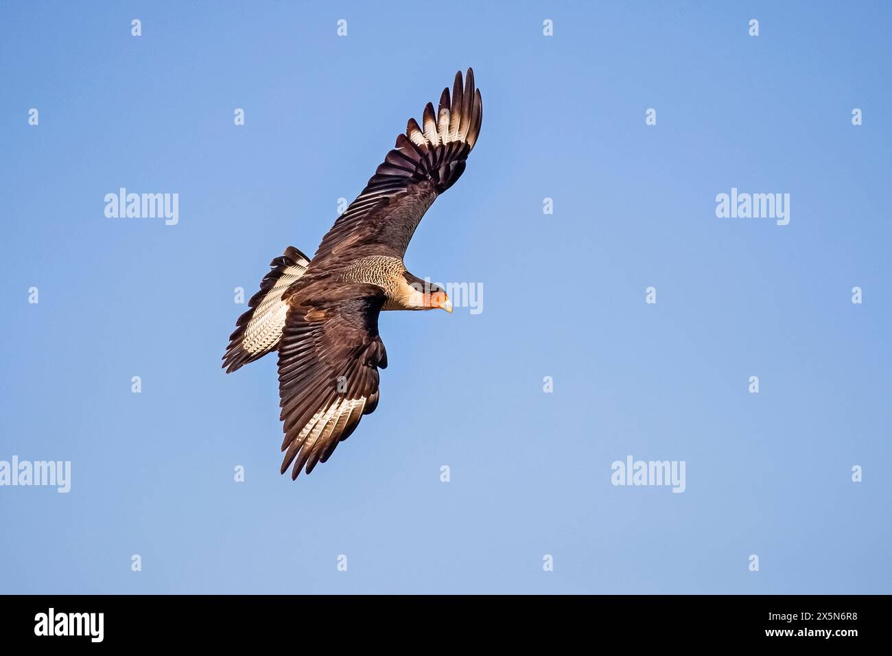 Stati Uniti, Texas, contea di Starr. Santa Clara Ranch, ha crestato caracara in volo Foto Stock