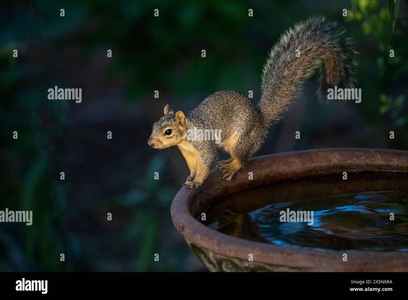 USA, Texas, Cameron County. Scoiattolo di volpe orientale in bagno di uccelli Foto Stock