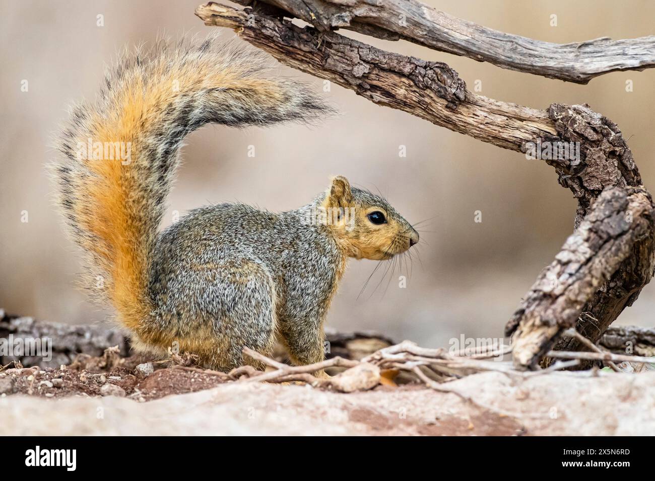 Stati Uniti, Texas, contea di Kendall. Block Creek Natural area, foraggio di scoiattoli della volpe orientale Foto Stock