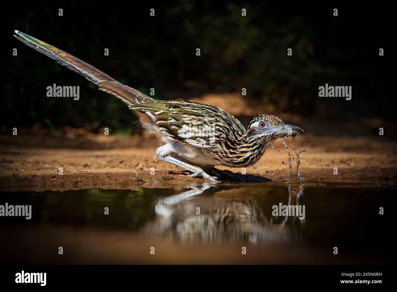 Stati Uniti, Texas, contea di Starr. Santa Clara Ranch, grande roadrunner che beve Foto Stock