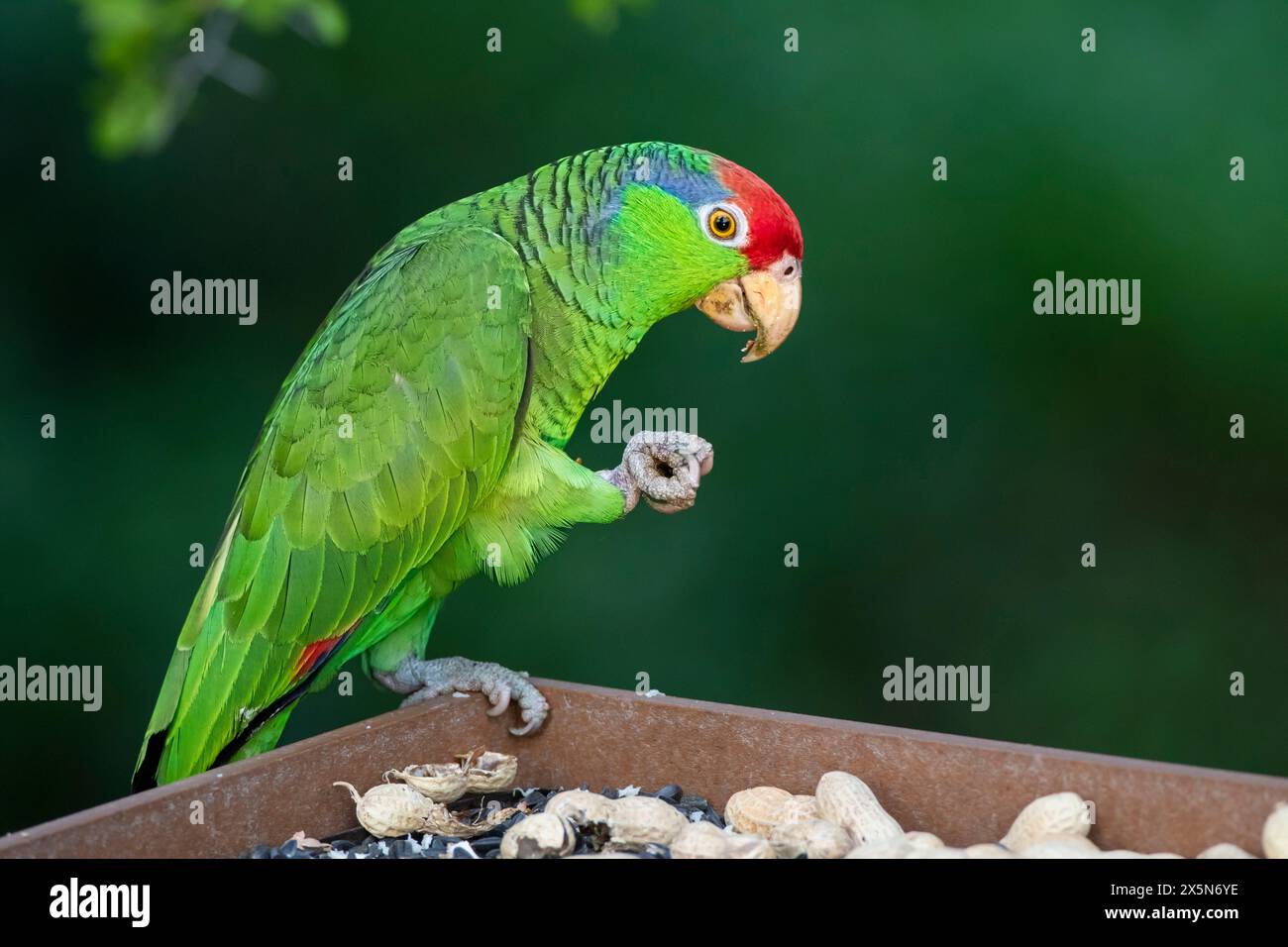 USA, Texas, Cameron County. Alimentazione dei pappagalli con corona rossa Foto Stock