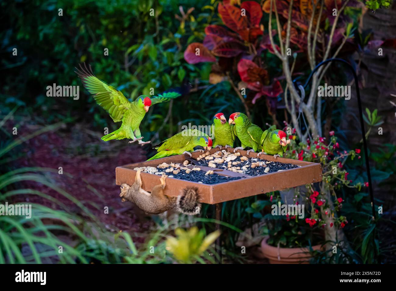 USA, Texas, Cameron County. Alimentazione dei pappagalli con corona rossa Foto Stock