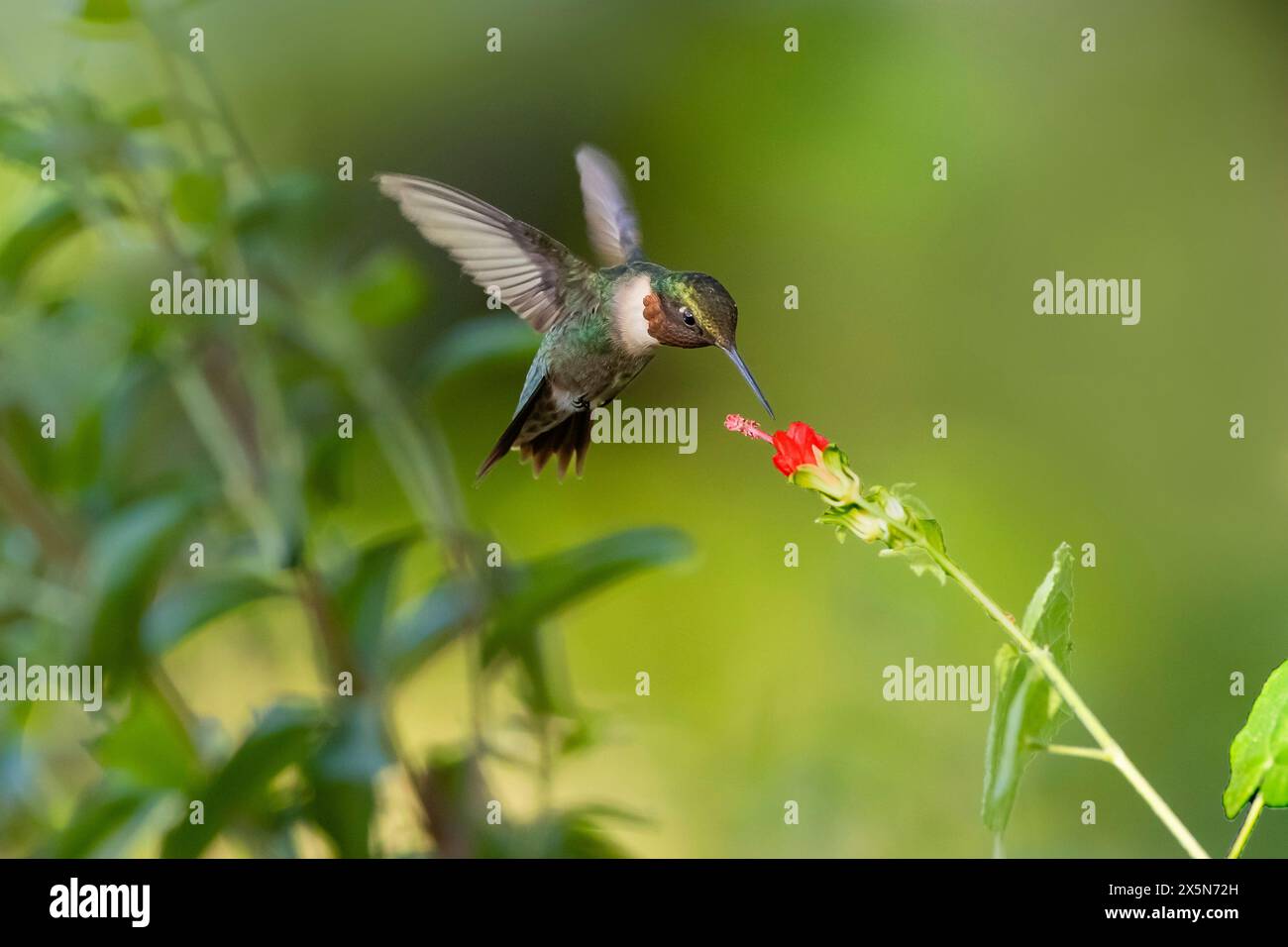 Stati Uniti, Texas, contea di Hidalgo. Colibrì dalla gola rubina che si libra Foto Stock