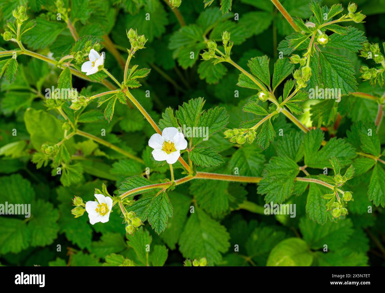 Cinquefoil di roccia (Potentilla rupestris), fiore Foto Stock