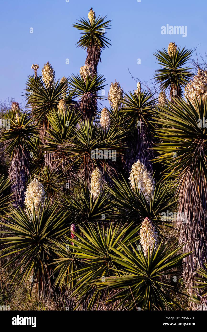 USA, Texas, Cameron County. Laguna Atascosa National Wildlife Refuge, yucca. Foto Stock