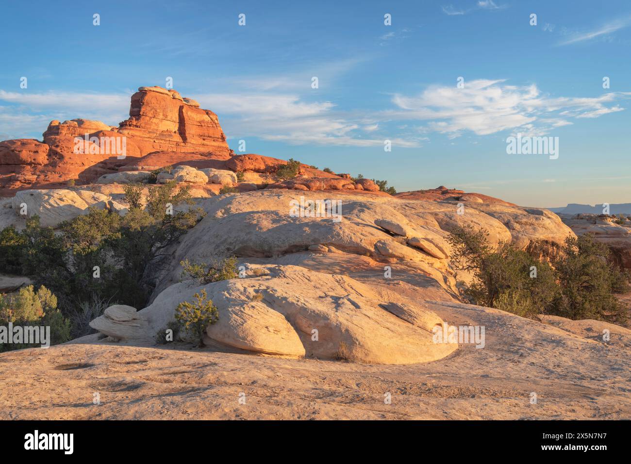 Forme e motivi in arenaria. Needles District, Canyonlands National Park, Utah. Foto Stock