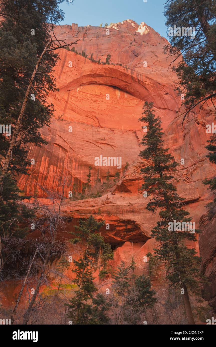 Alcove Double Arch su Taylor Creek, sezione Kolob Canyons dello Zion National Park, Utah. Foto Stock