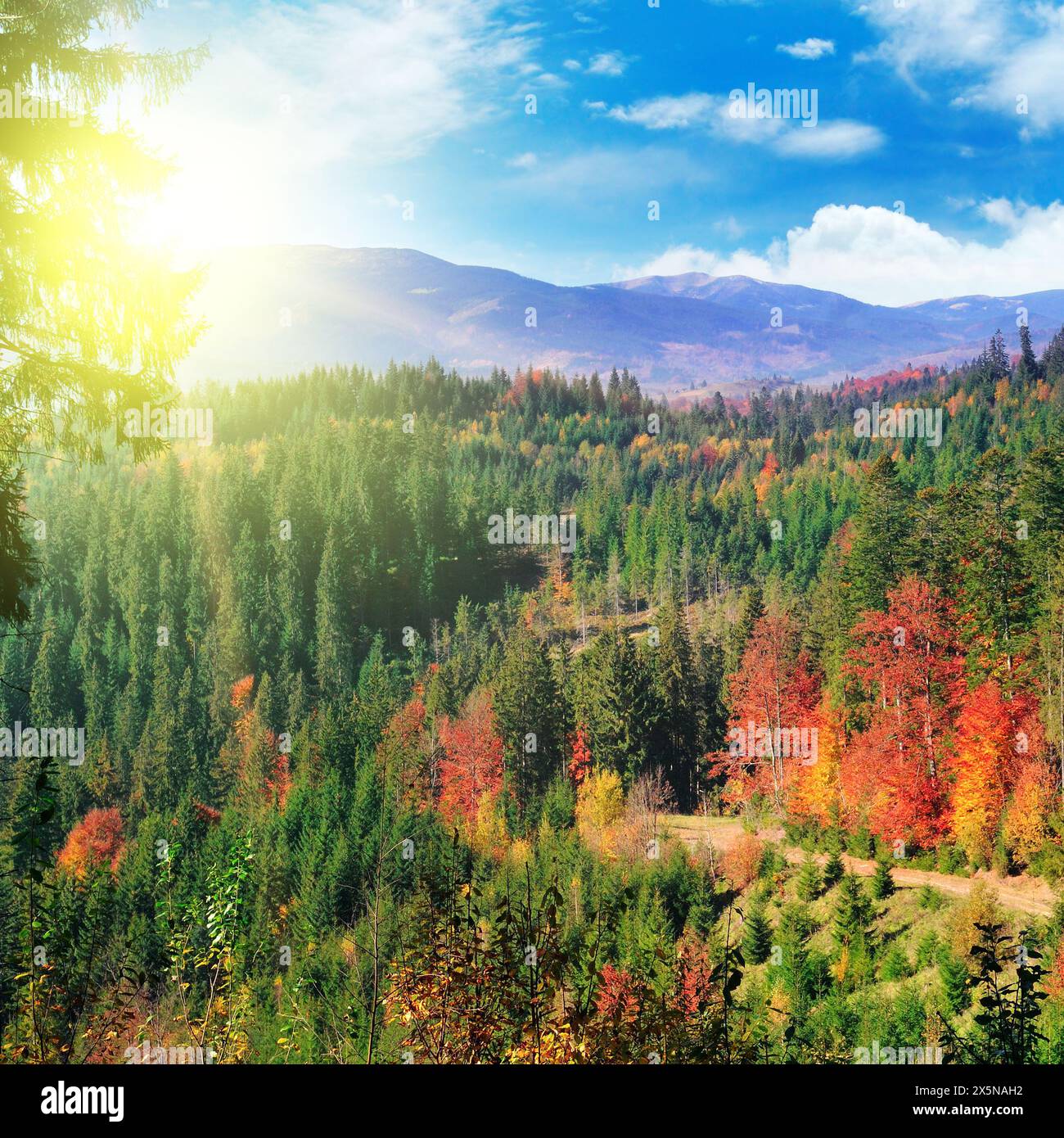 Splendido paesaggio montano con colorate foreste autunnali e vibrante tramonto. Il concetto è viaggiare. Foto Stock