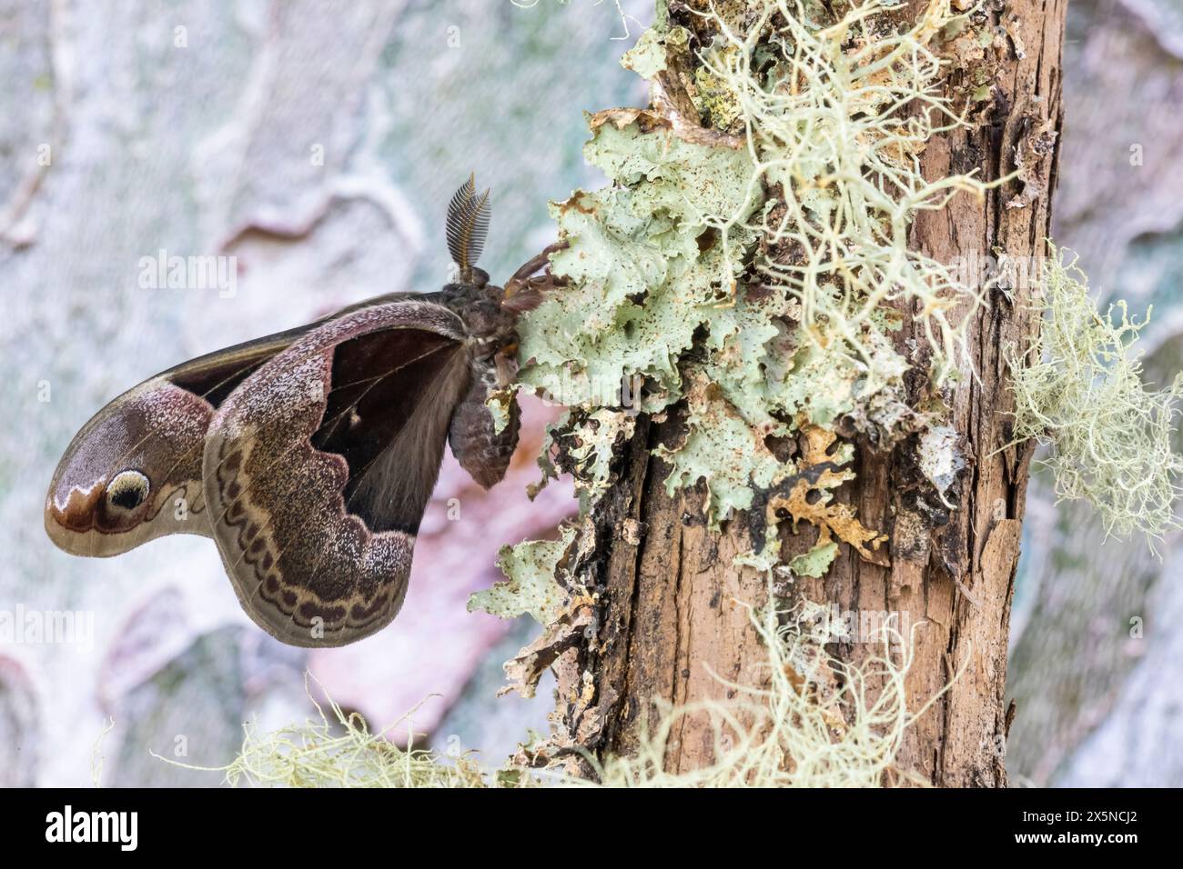 Stati Uniti, Stato di Washington, Sammamish. Falena di seta promethea maschile su ramo coperto di lichene Foto Stock