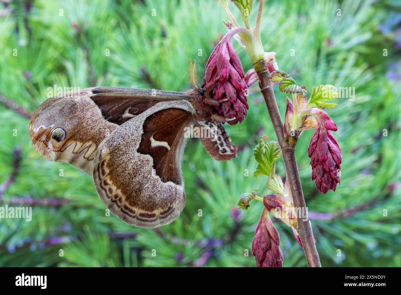Stati Uniti, Stato di Washington, Sammamish. prometeo di falena di seta che riposa su ribes selvatico in fiore Foto Stock
