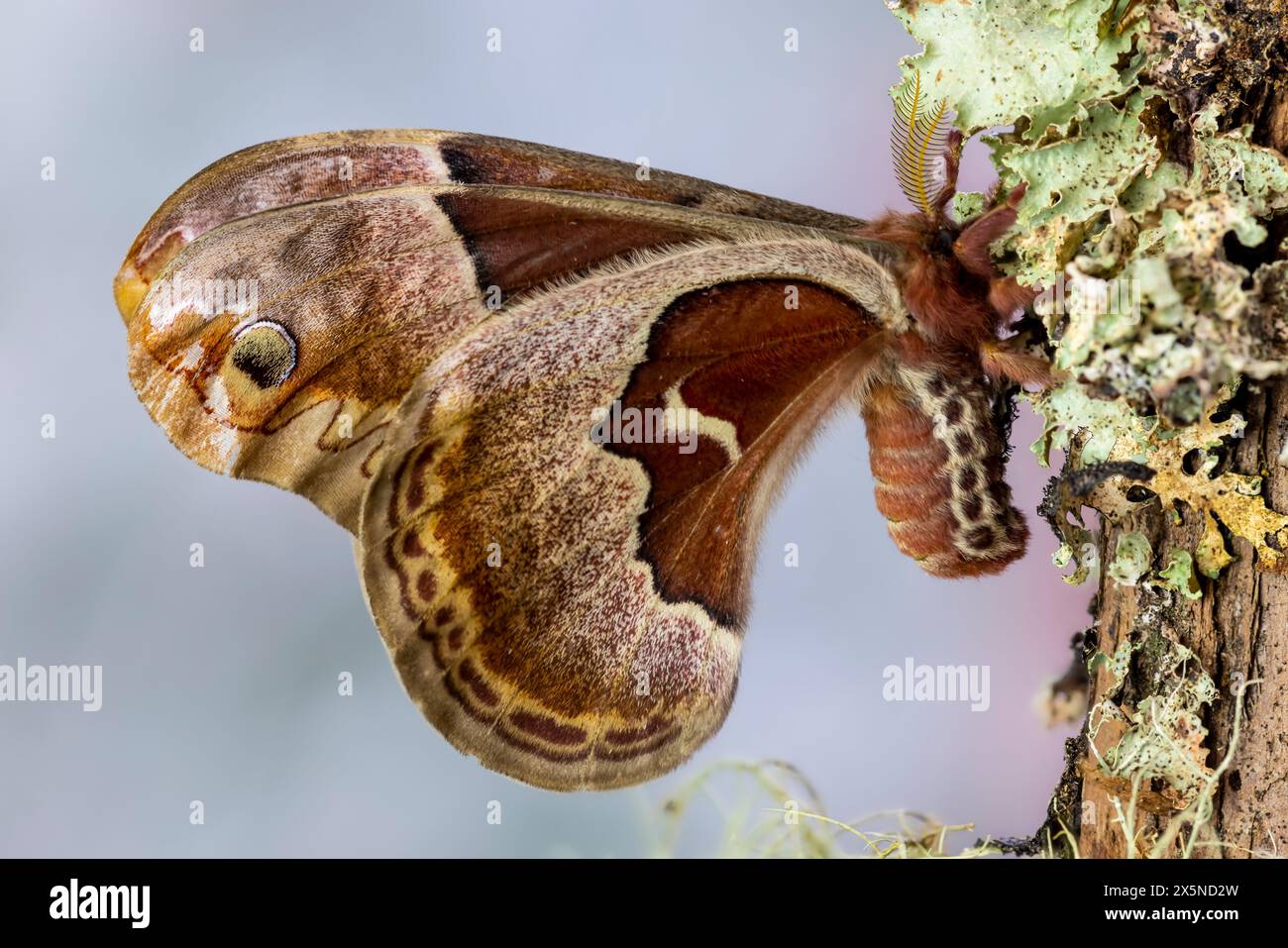 Stati Uniti, Stato di Washington, Sammamish. Prometeo femmina falena di seta su ramo coperto di lichene Foto Stock