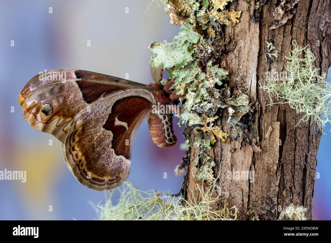 Stati Uniti, Stato di Washington, Sammamish. Prometeo femmina falena di seta su ramo coperto di lichene Foto Stock