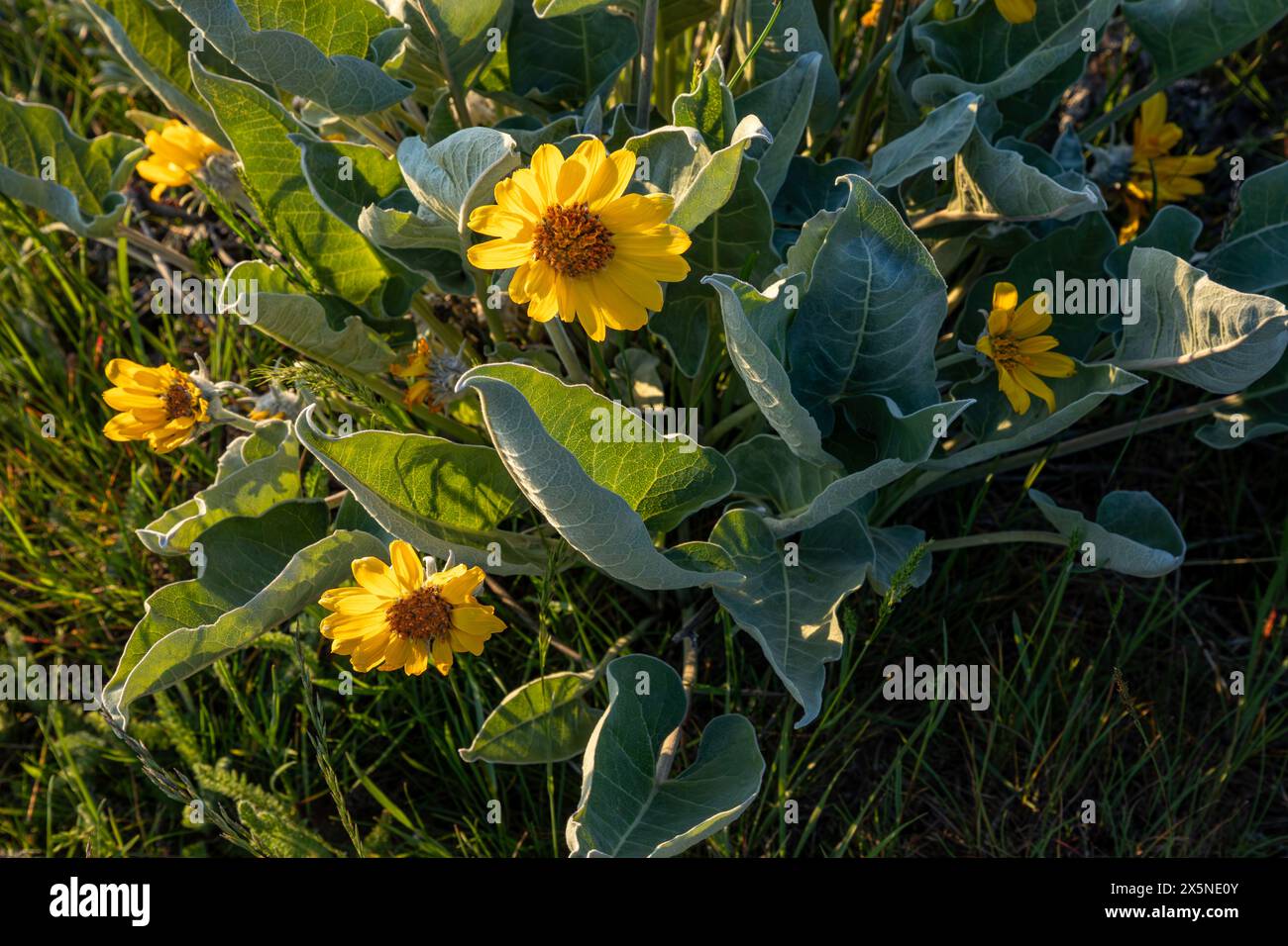 WA25225-00...WASHINGTON - Balsamroot in fiore lungo le Wenatchee Hills Trails. Foto Stock