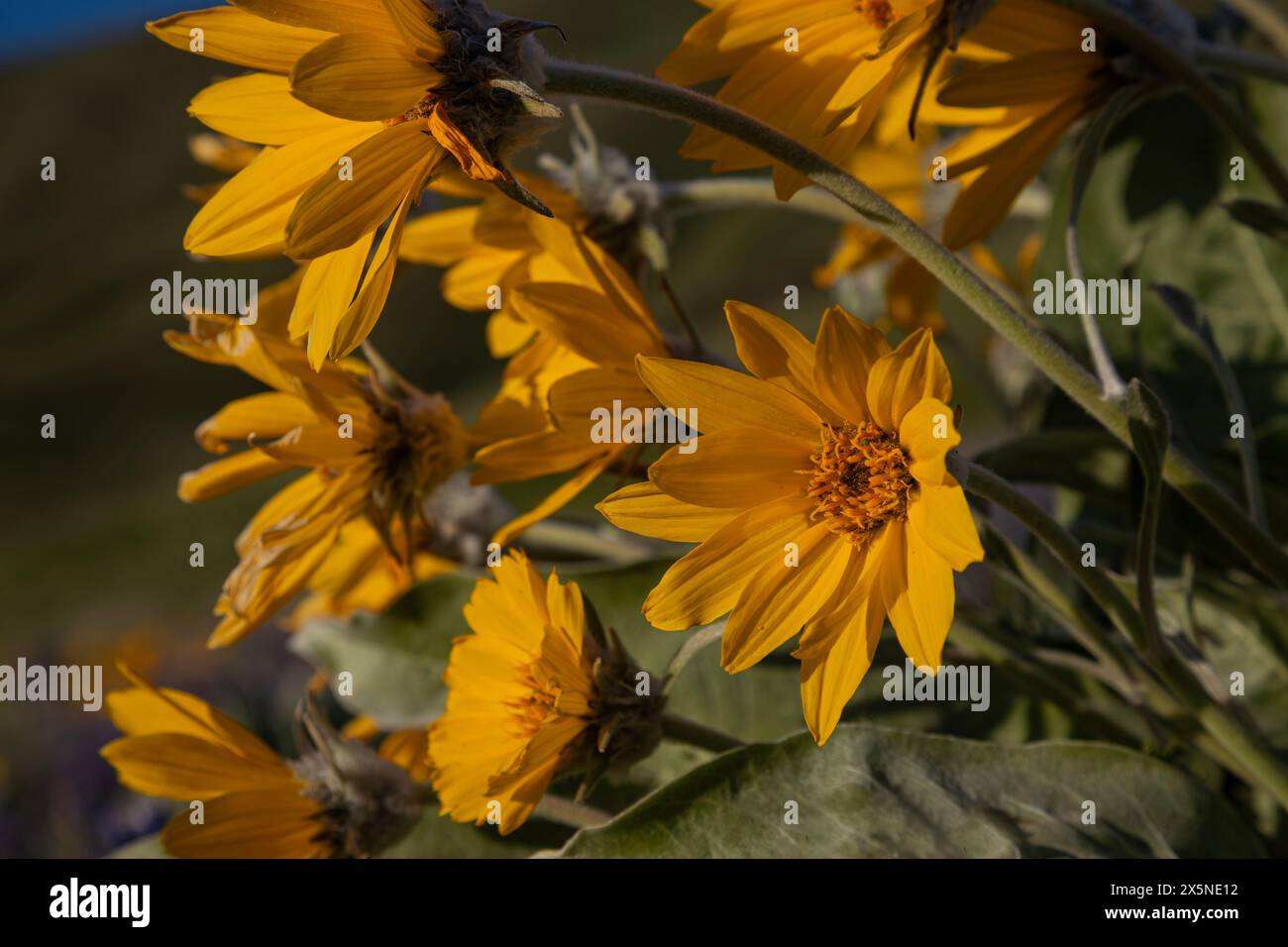 WA25227-00...WASHINGTON - Balsamroot in fiore lungo le Wenatchee Hills Trails. Foto Stock