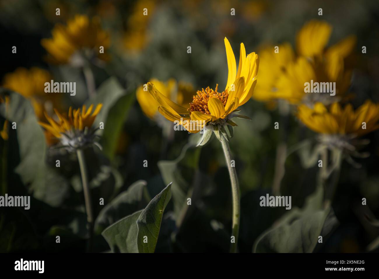 WA25231-00...WASHINGTON - balsamroot di Arrowleaf circondato da piante di balsamroot nelle Wenatchee Hills. Foto Stock