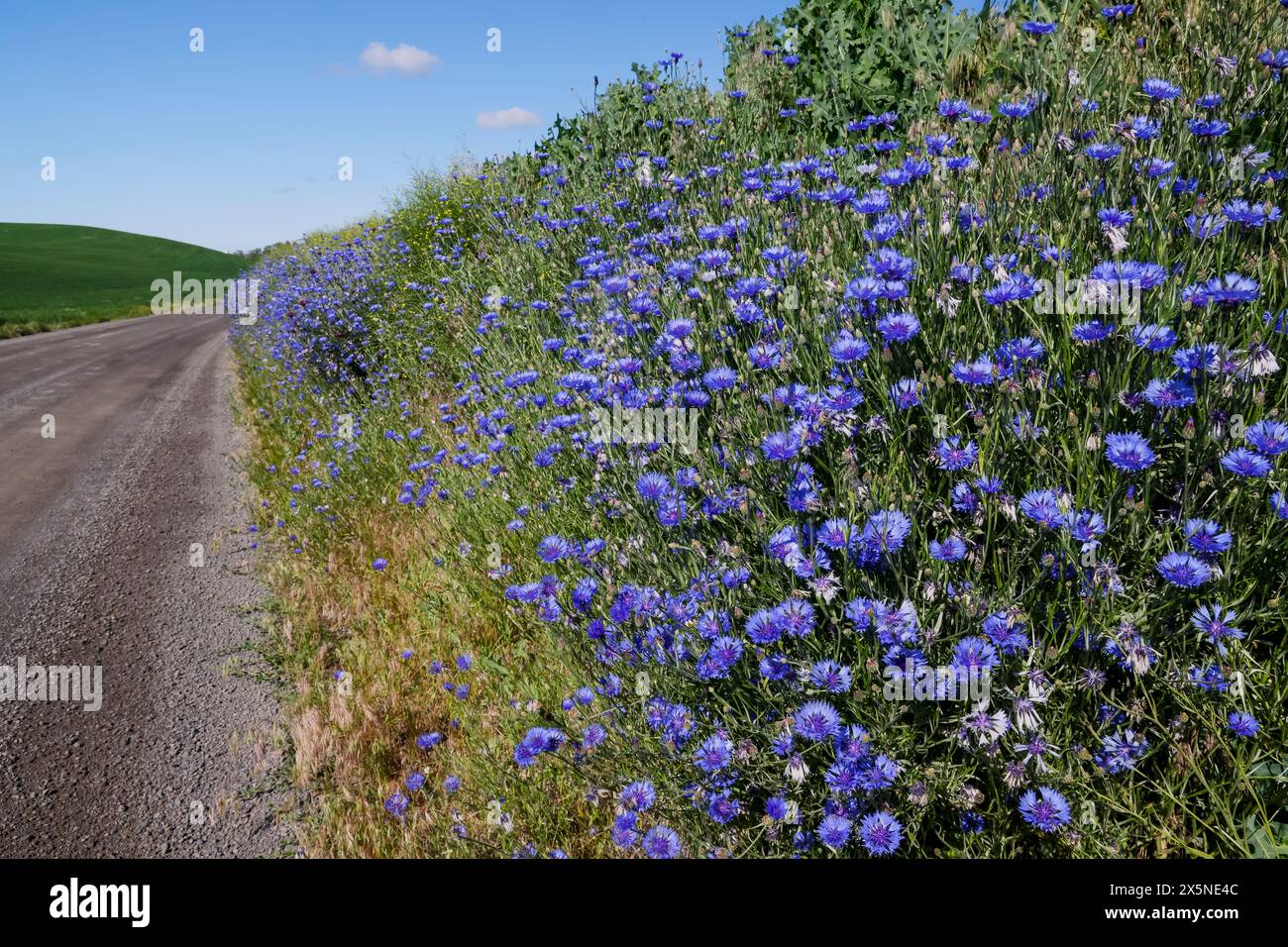 Stati Uniti, Stato di Washington, Palouse. Colfax Bachelor's Button lungo la strada Foto Stock