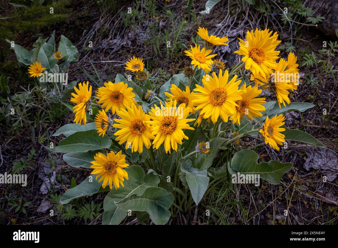 WA25239-00...WASHINGTON - Arrowleaf Balsamroot che fiorisce lungo la Fawn Creek Forest Road nella Methow Valley. Foto Stock