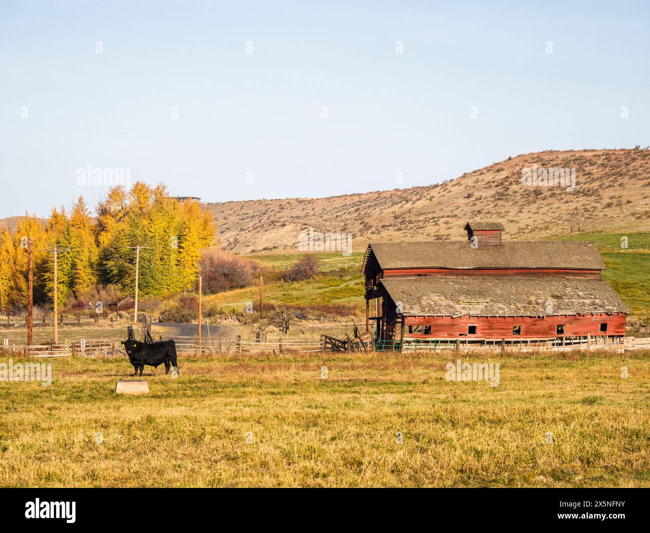 Stati Uniti, stato di Washington, contea di Kittitas. Vecchio fienile rosso e mucca nera nel campo della contea di Kittitas. (Solo per uso editoriale) Foto Stock