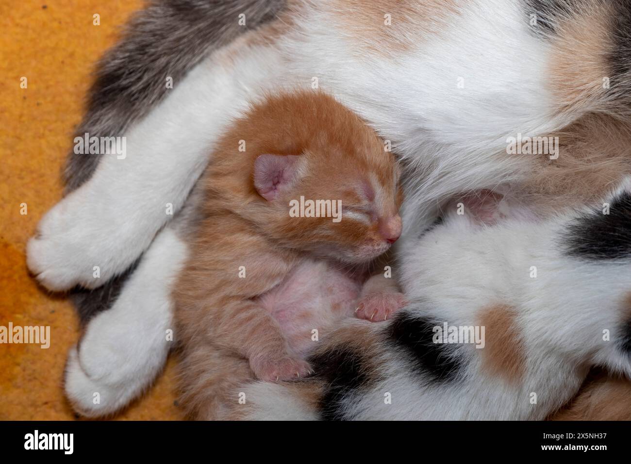 Gattino giallo appena nato che dorme Foto Stock