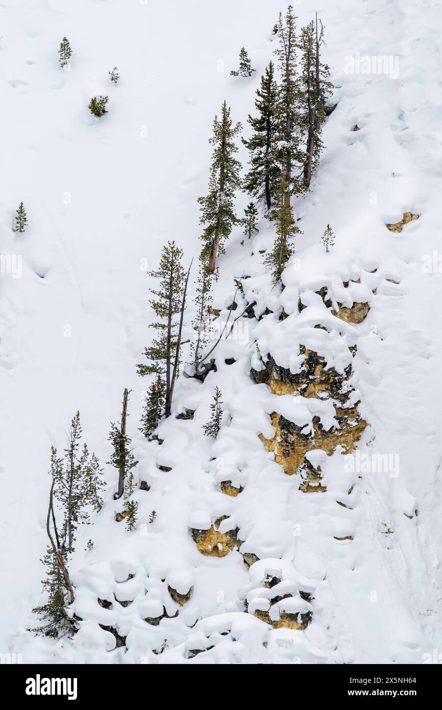 Stati Uniti, Wyoming, parco nazionale di Yellowstone. Alberi che crescono sui lati della scogliera di Yellowstone del Grand Canyon. Foto Stock