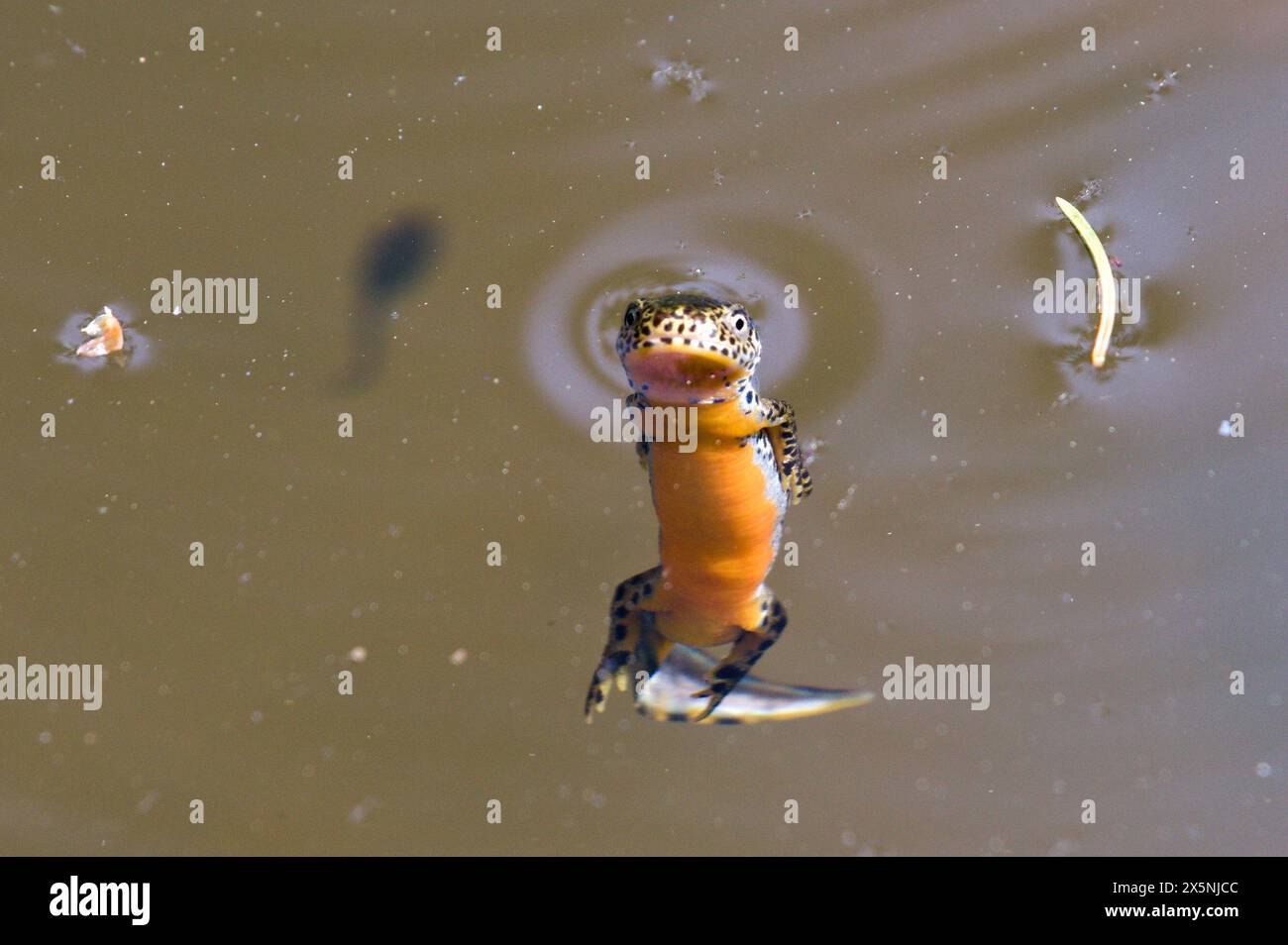 Lissotriton montandoni alias Triturus montandoni alias Carpathian Newt. L'anfibio endemico sta nuotando nello stagno. Natura della repubblica ceca. Foto Stock