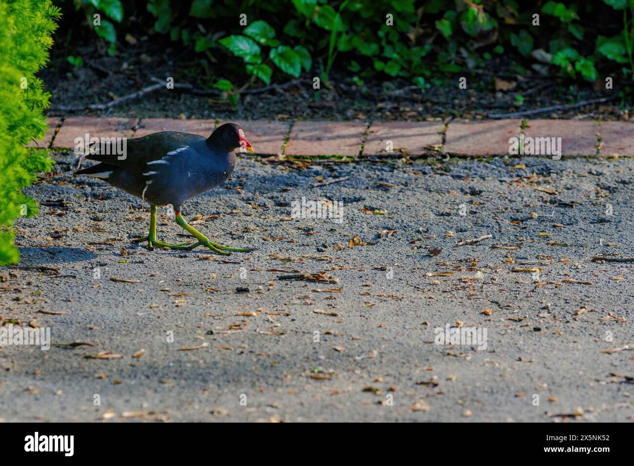 La coot eurasiatica, Fulica atra, conosciuta anche come la coot comune, che cammina nel parco - uccello nero con occhi rossi e becco bianco Foto Stock