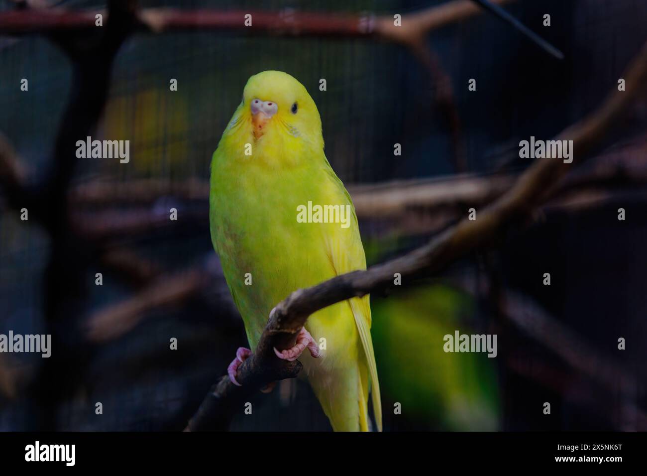 Un parrocchetto giallo e verde è appollaiato su una diramazione. L'uccello ha una testa gialla e un corpo verde Foto Stock