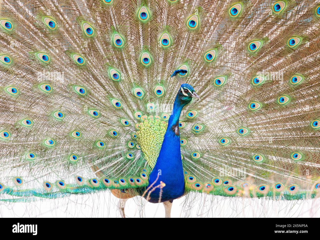 Peacock Visualizzazione di piume di coda Foto Stock