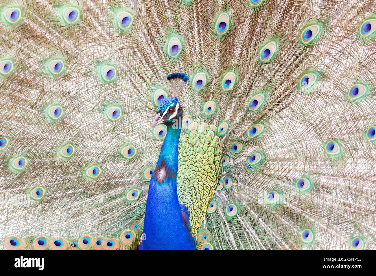 Peacock Visualizzazione di piume di coda Foto Stock
