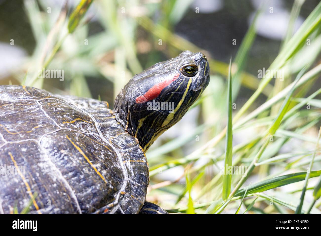 Red eared Slider Turtle Foto Stock