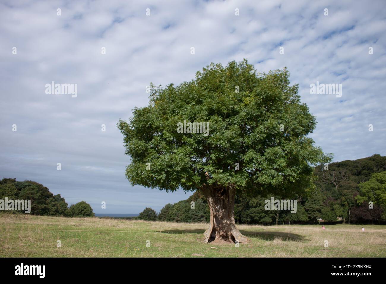 Regno Unito, Norfolk - Hollow Tree a Sheringham Park Foto Stock