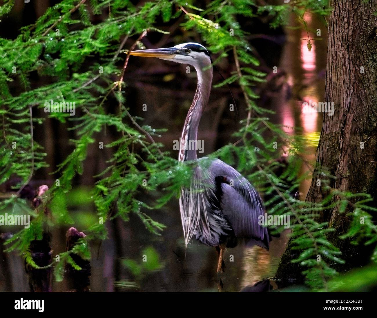 Un grande Erone Blu è incorniciato da rami di alberi mentre si fa una passeggiata mattutina attraverso una palude. Foto Stock