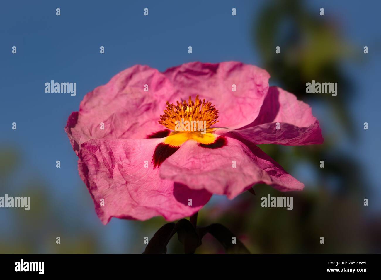 Primo piano di un singolo fiore di Cistus x purpureus in un giardino all'inizio dell'estate Foto Stock